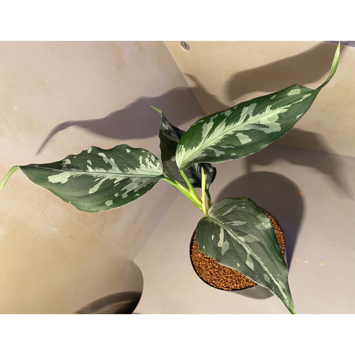 Aglaonema pictum 