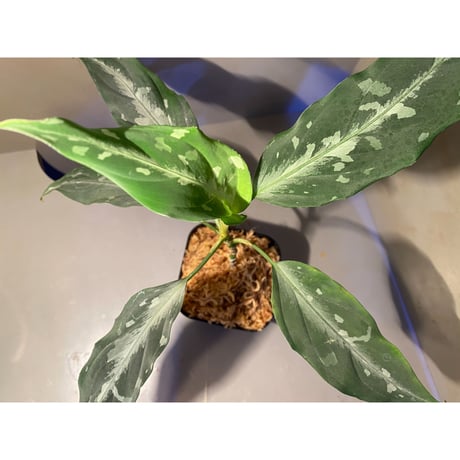 Aglaonema pictum A "しるば〜らいん" from Aceh sumatera [LA0315-4j]