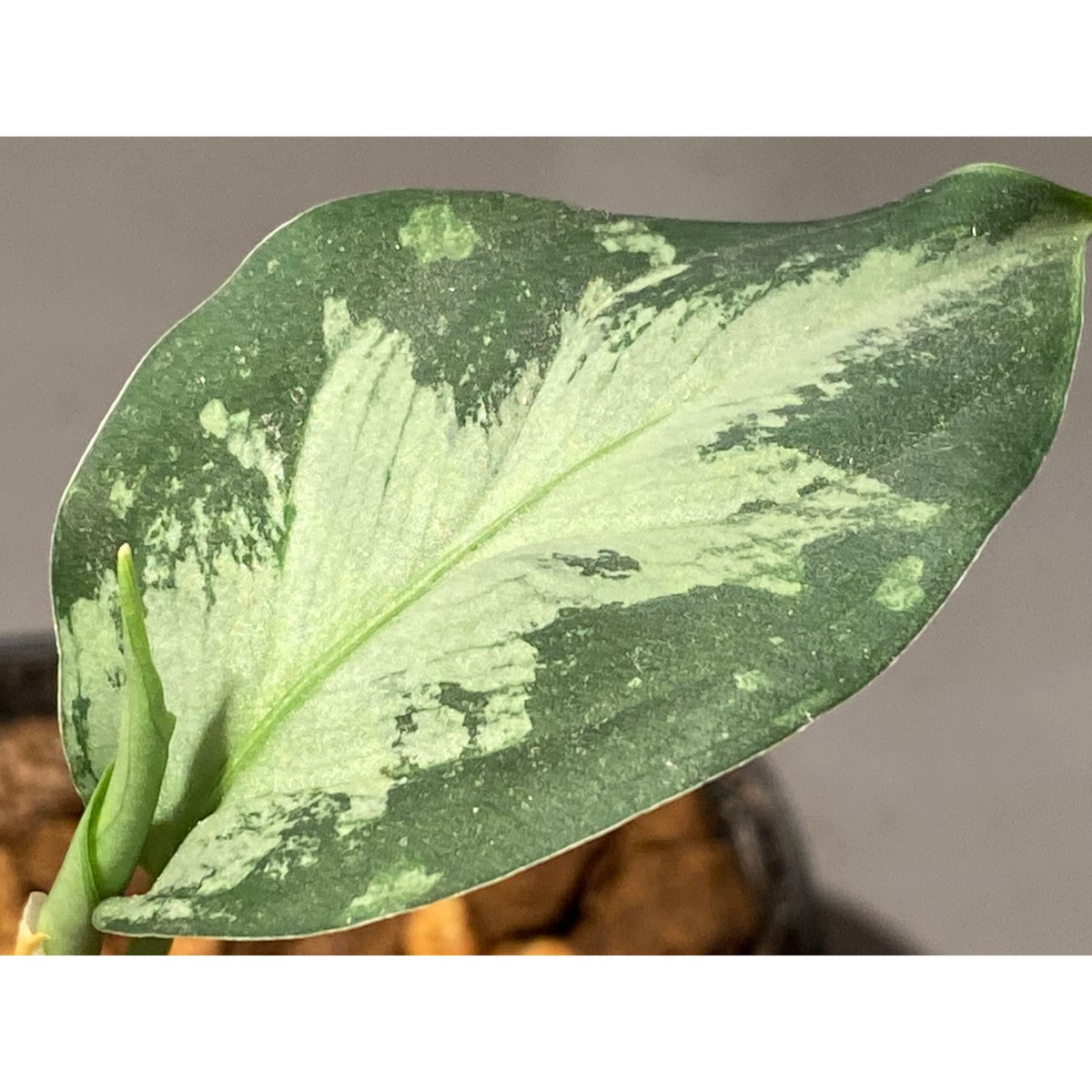 Aglaonema pictum