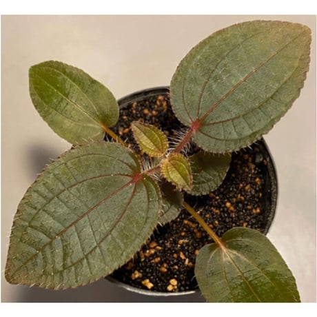 Phylagathis sp. from Cao Bang. Vietnum