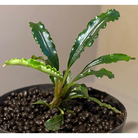 Bucephalandra sp. "MEDUSA"