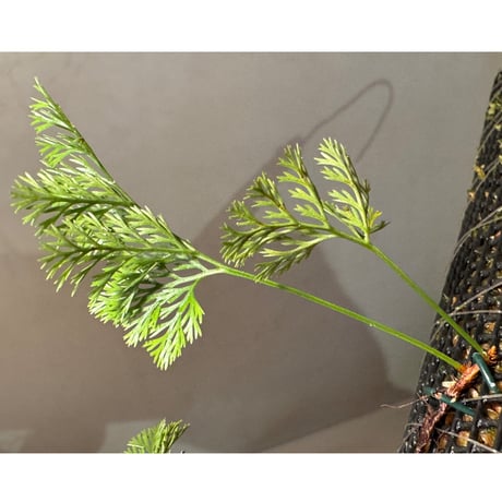 Davallia cf. parvula from Sanggau West Kalimantan