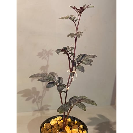Solanum uleanum