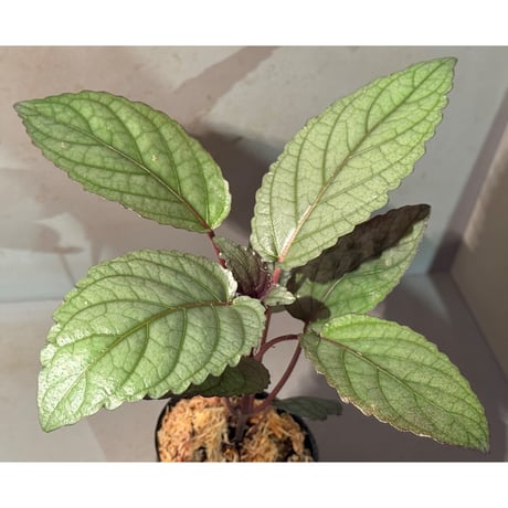 Hemigraphis alternata from Pulau Nias [HW0819-02]