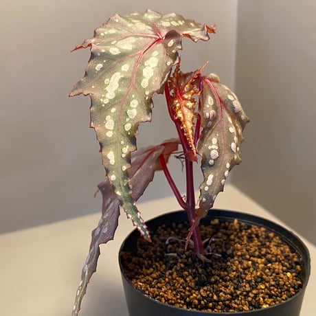 Begonia laruei from Berastagi [R0815-01]