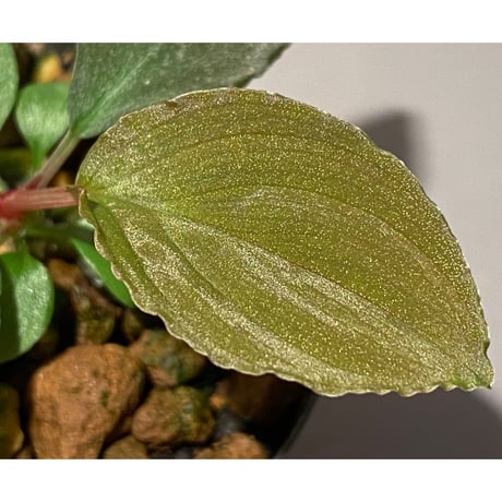 Homalomena sp. Sabah-2 [R1217-01c]
