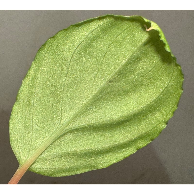 Homalomena sp. from Malalak [TK110117] | M・R・G・R