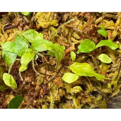 Microgramma heterophylla 伊藤蟻植物農園