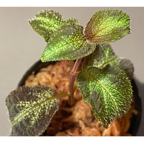 Sonerila sp. from Phitsanulok