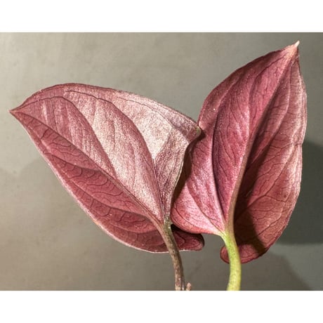 Syngonium sp. from Choco Colombia [tanakay]