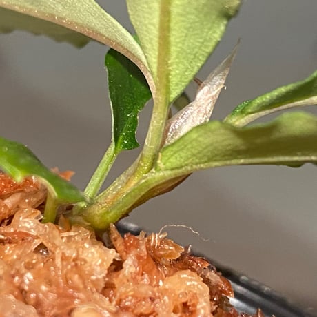 Bucephalandra sp. "TheIA" Sg Seraya Gn Burus Daerah Sekadau [AZ0811-11]