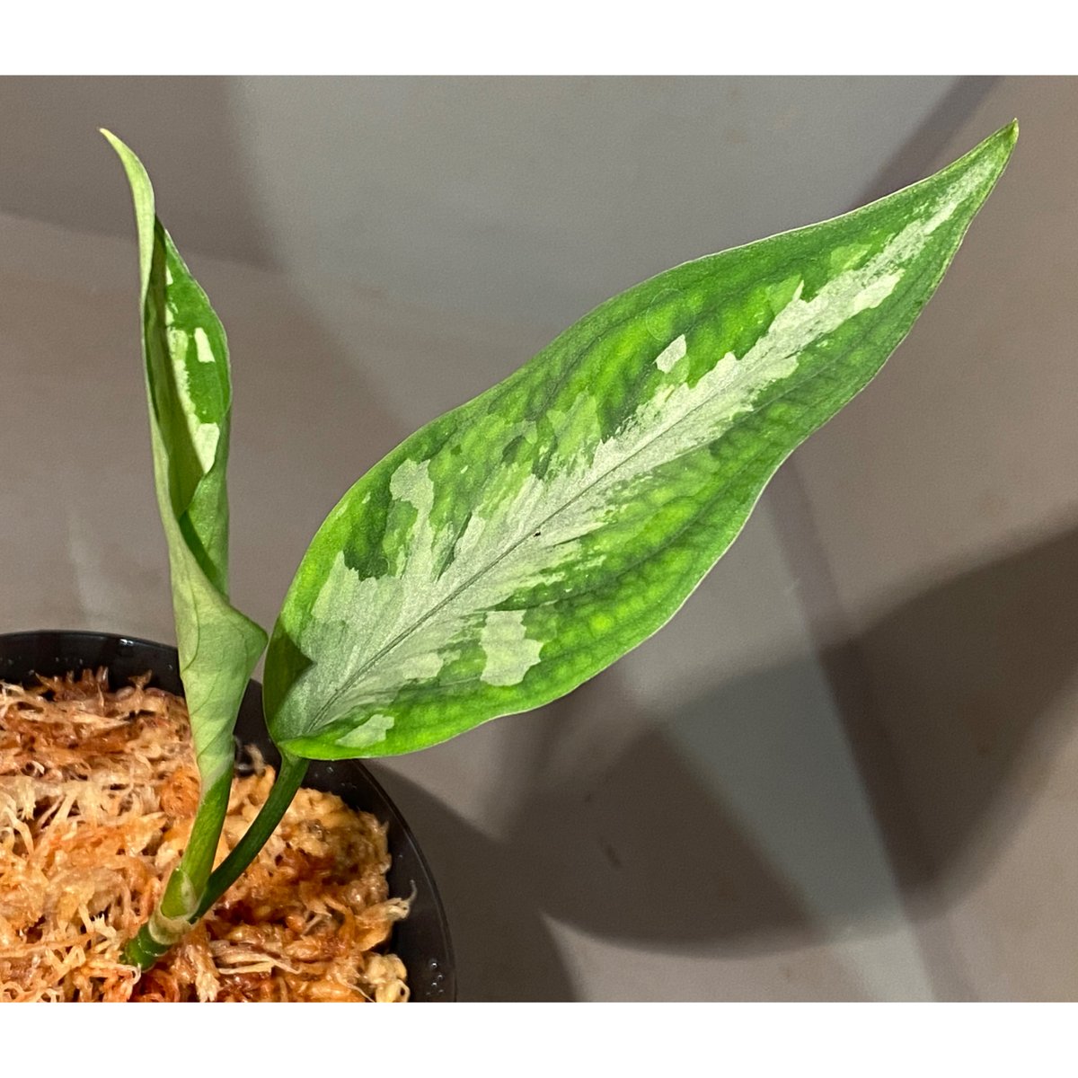 Aglaonema pictum tricolor from Aceh sumatera [L...