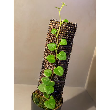 Peperomia sp. from Iquitos Peru [tanakay]