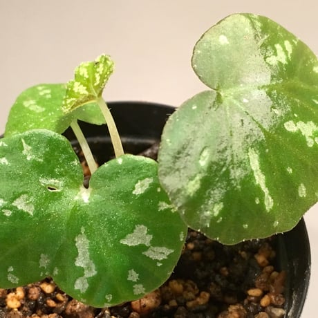 Begonia variabilis from Dabong [TK150717]