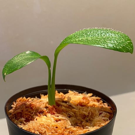 Homalomena hasei "狐尾" from Aceh sumatera [LA0616-04]
