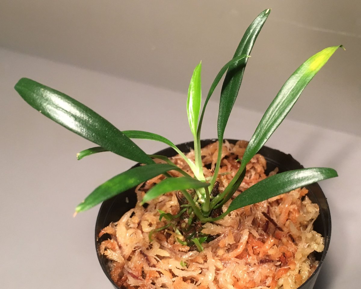 Homalomena sp. from Limbang [TB] | M・R・G・R