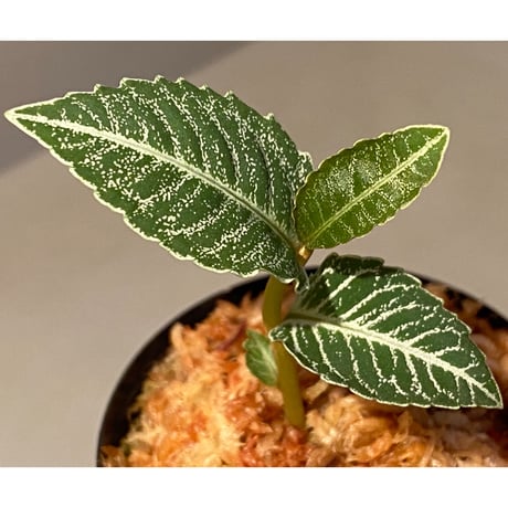 Ardisia sp. from Raub Pahang