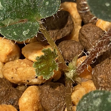 Begonia sp. from Cao Bang [YH251019] TK