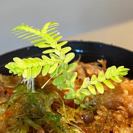 Selaginella sp. バリエガータ from "Nanga pinoh" [TB]