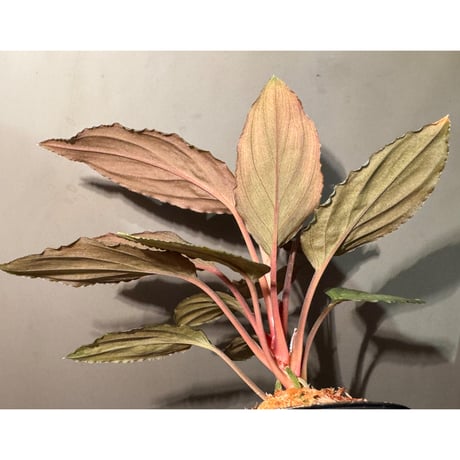 Homalomena sp. "Amber Velvet" from Kepulauan Riau