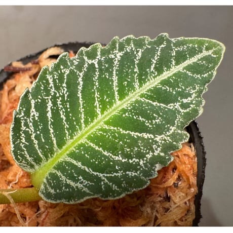 Ardisia sp. from Raub Pahang
