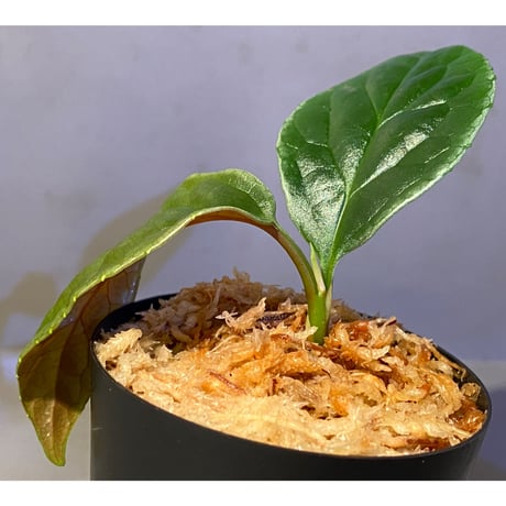 Unknown from "Lebong" Bengkulu [TB]