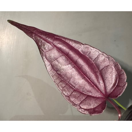 Cissus sp. "Padang" Sumatra barat [TB]
