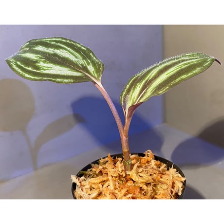 Spatholirion sp. from Guangxi
