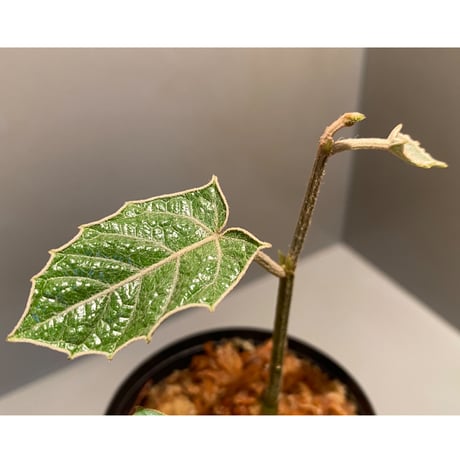 Pterisanthes sp. from Sabah-1 [R0515-01a]