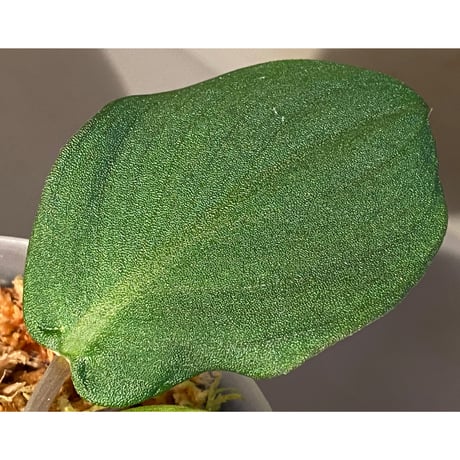 (大株) Homalomena sp. "Tutut" from Meulaboh [AZ0119-4]