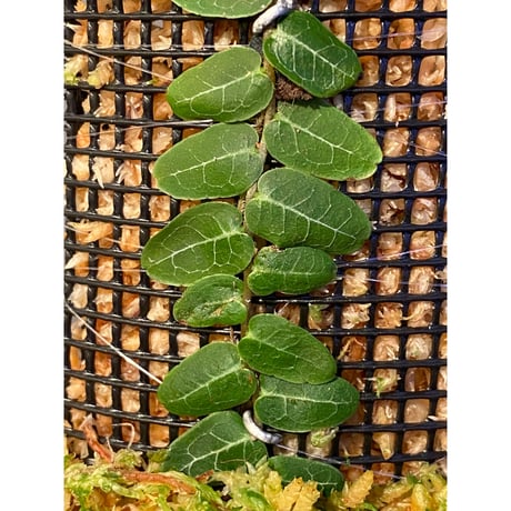 Marcgravia umbellata