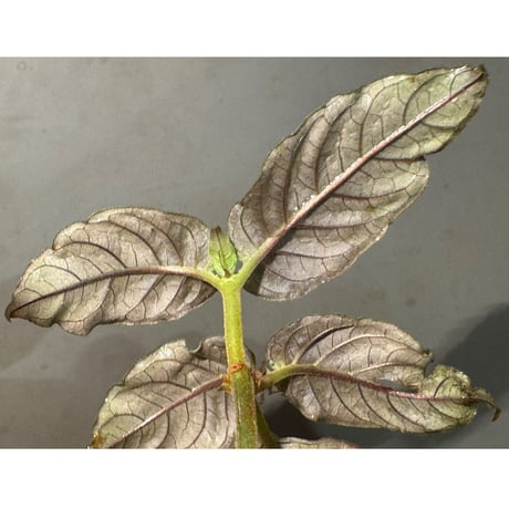 Ophiorriza sp. "鋼" from Aceh Selatan [HW0816-03]