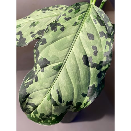 Aglaonema pictum "White-Devil" from Sumatera Barat [AZ0413-2]