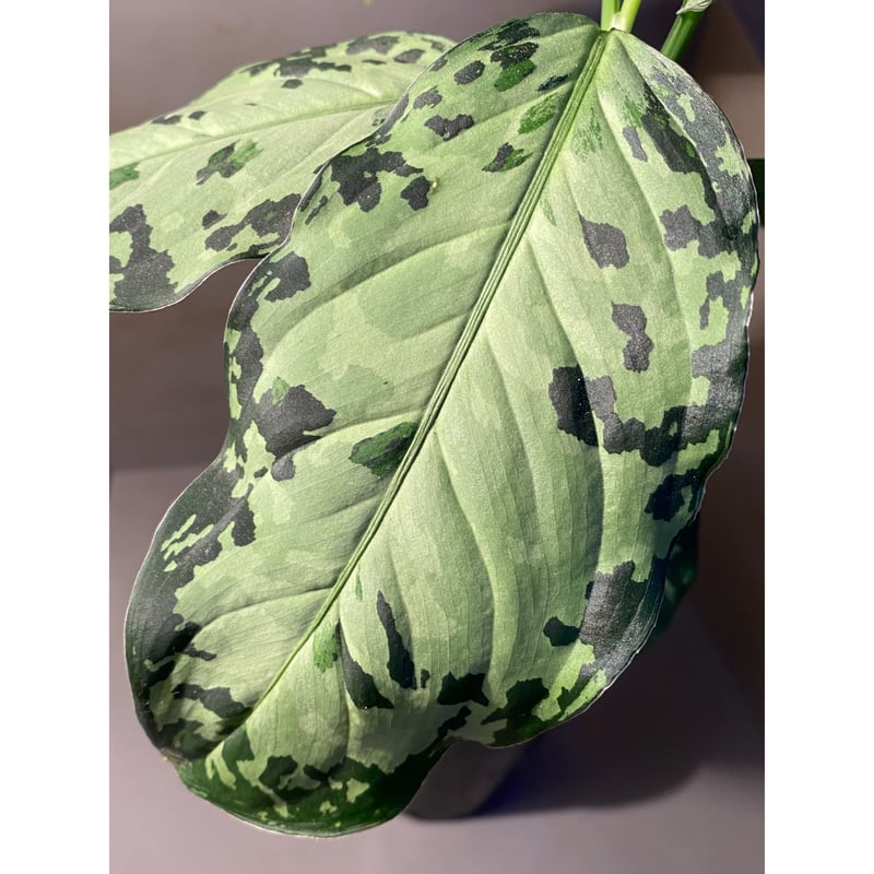 Aglaonema pictum Aglaonema pictum