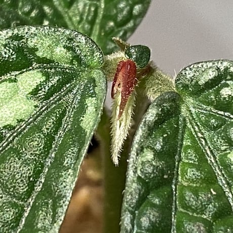Elatostema sp. (Sri Lanka?)