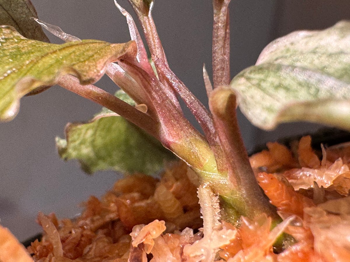 Bucephalandra sp. Bucephalandra sp.