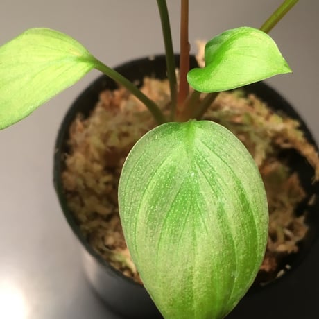 Homalomena sp. from Sekkadau