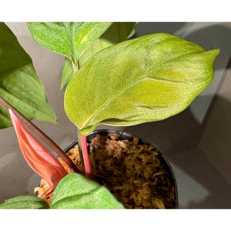 Homalomena humilis "Green Narrow" from Sekadau [カミハタ 2023.11]
