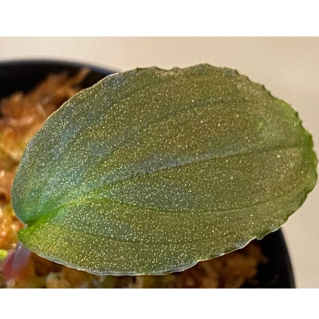 Homalomena sp.  Sabah-2 [R1217-01c]