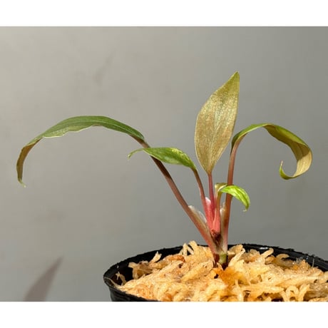 Homalomena 'Rec151' K0522-f2 [KZT]