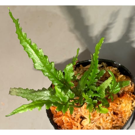 Bolbitis sp. from Siberut [LA 2012年]