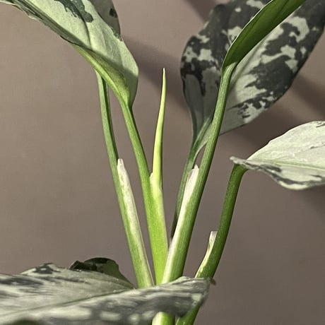 Aglaonema pictum A "しるば〜らいん" from Aceh sumatera [LA1218-01b]