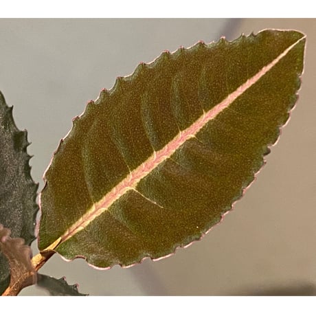 Labisia sp. "Sumatera Pink"