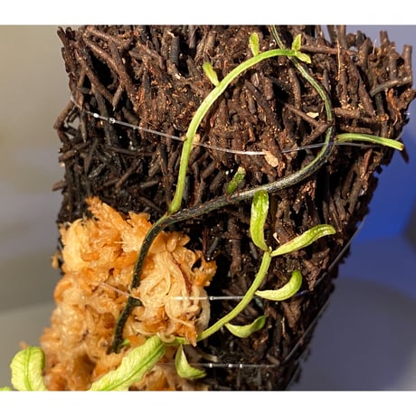 Teratophyllum ludens from Selangor Malaysia