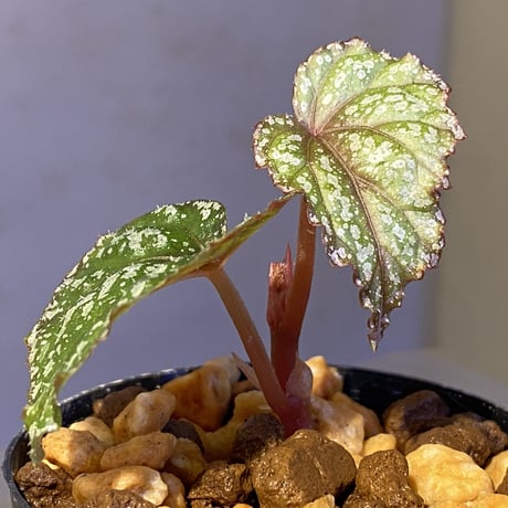 Begonia handelii var. prostrata from Viet Nam