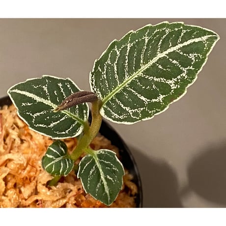 Ardisia sp. from Aceh Selatan [HW0816-03]