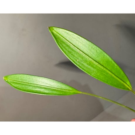 Pursegloveia cf. minima from Kapuas hulu West Kalimantan