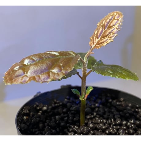 Ardisia sp. (実生) from Bengkulu [LA0315-1]