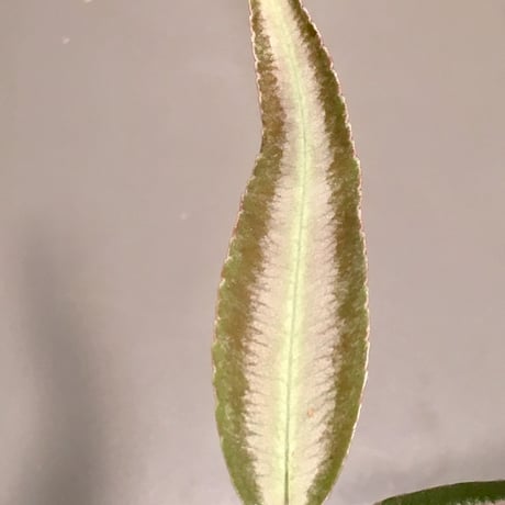 Labisia sp. from Hulu kapuas Kalimantan barat