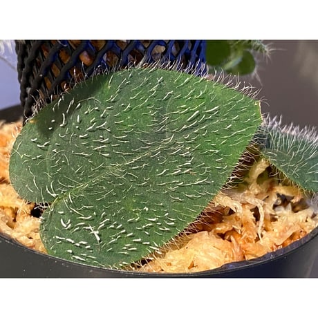 Ficus sp. from Selangor